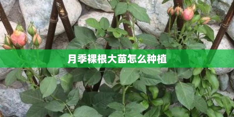 月季裸根大苗怎么种植