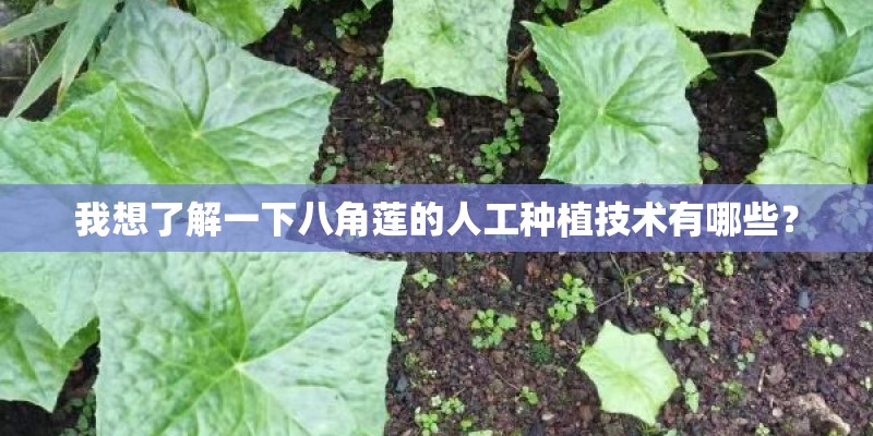 我想了解一下八角莲的人工种植技术有哪些？