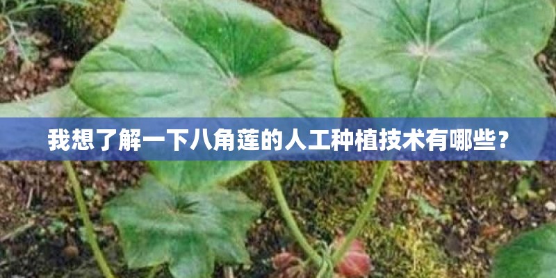 我想了解一下八角莲的人工种植技术有哪些？