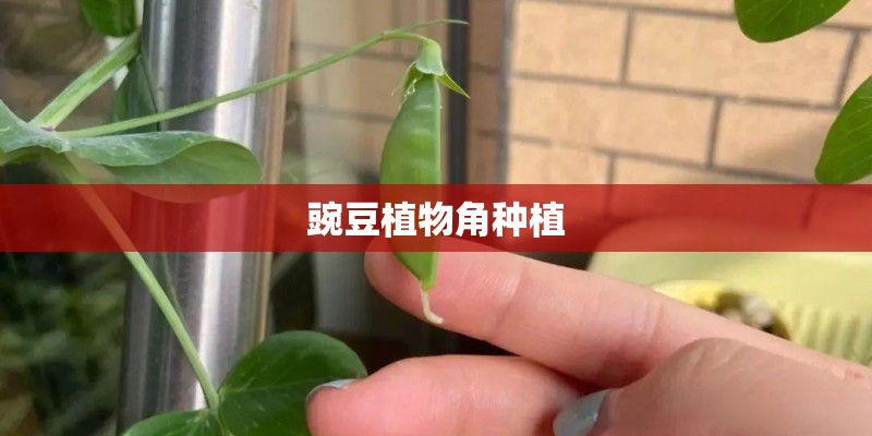 豌豆植物角种植