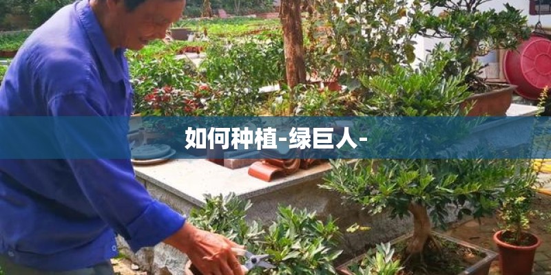 如何种植-绿巨人-
