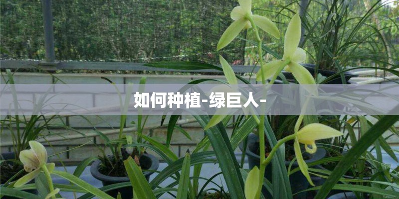 如何种植-绿巨人-