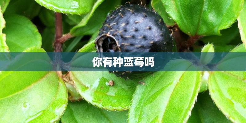 你有种蓝莓吗