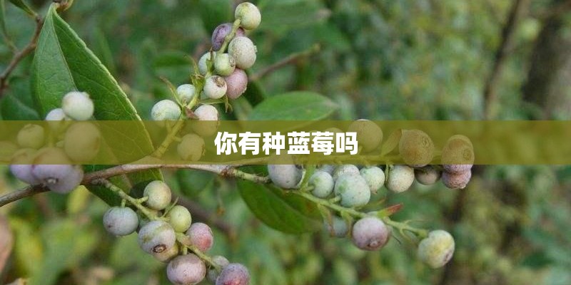 你有种蓝莓吗
