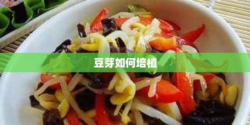 豆芽如何培植