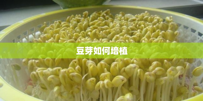豆芽如何培植