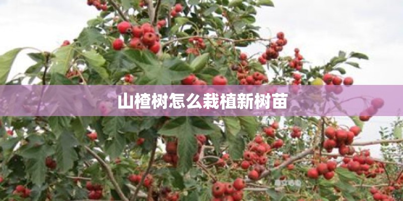 山楂树怎么栽植新树苗 山楂树怎么栽植新树苗