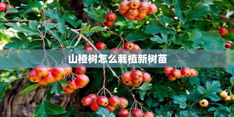 山楂树怎么栽植新树苗 山楂树怎么栽植新树苗