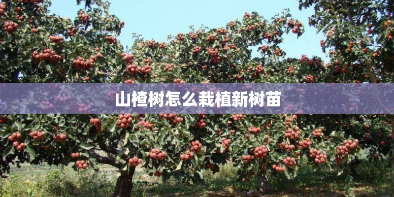 山楂树怎么栽植新树苗 山楂树怎么栽植新树苗