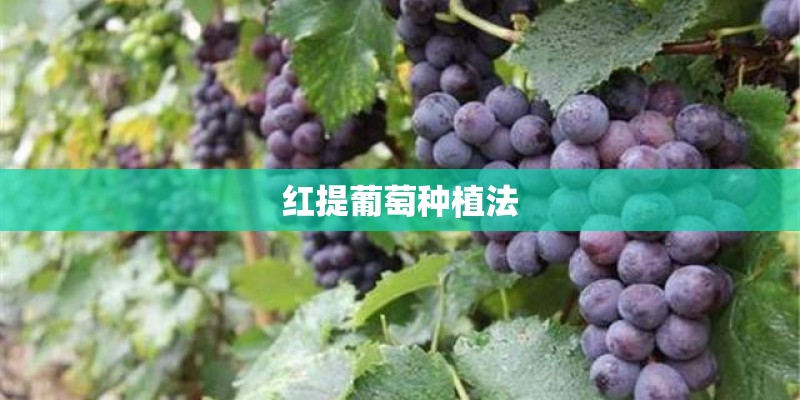 红提葡萄种植法