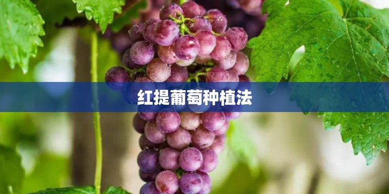红提葡萄种植法