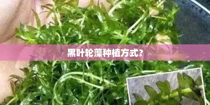 黑叶轮藻种植方式？