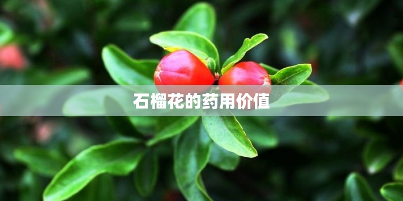 石榴花的药用价值
