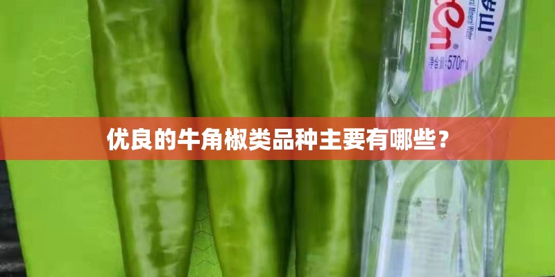 优良的牛角椒类品种主要有哪些？