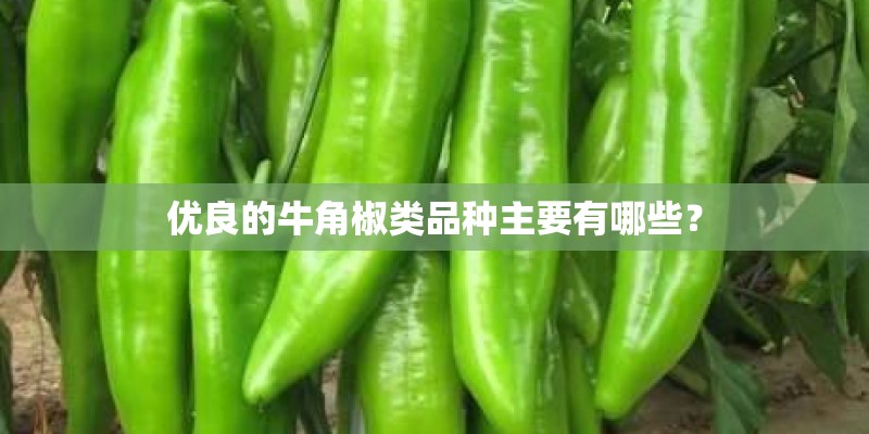 优良的牛角椒类品种主要有哪些？
