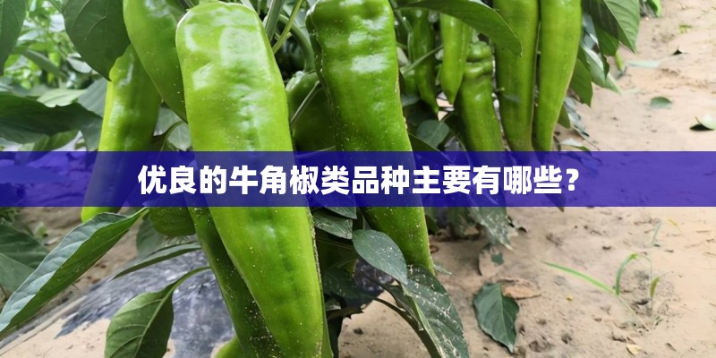 优良的牛角椒类品种主要有哪些？