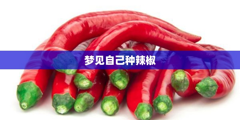 梦见自己种辣椒