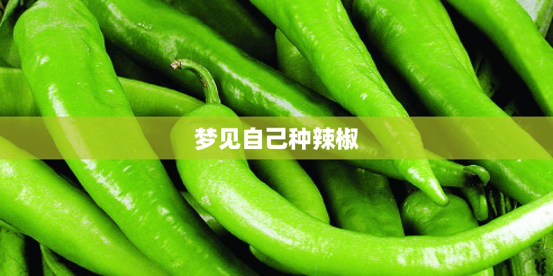 梦见自己种辣椒