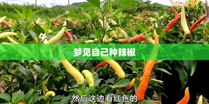 梦见自己种辣椒