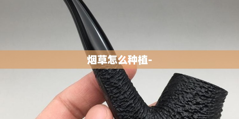 烟草怎么种植-