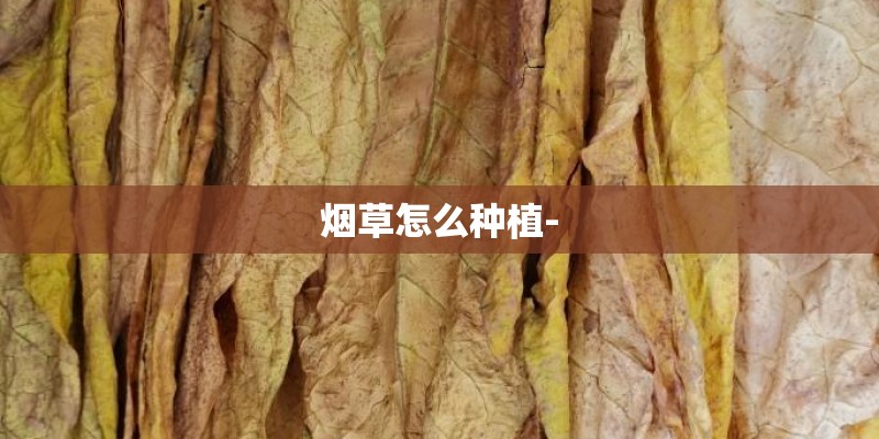 烟草怎么种植-