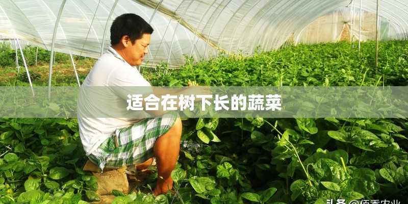 适合在树下长的蔬菜