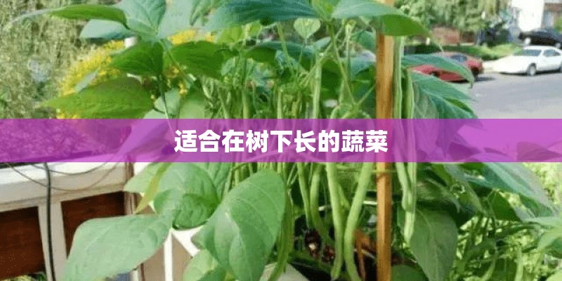 适合在树下长的蔬菜