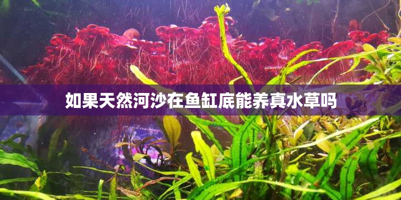 如果天然河沙在鱼缸底能养真水草吗