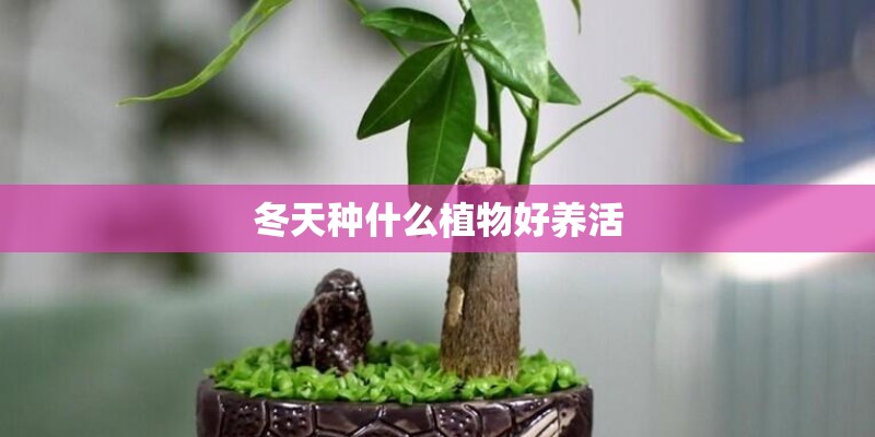 冬天种什么植物好养活