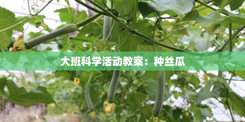 大班科学活动教案：种丝瓜