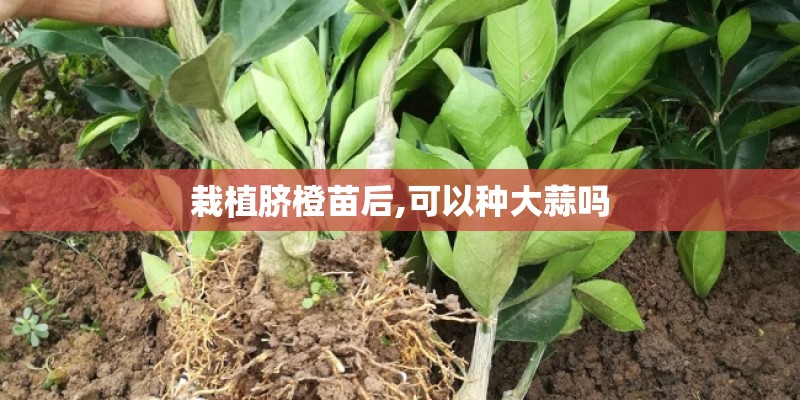 栽植脐橙苗后,可以种大蒜吗