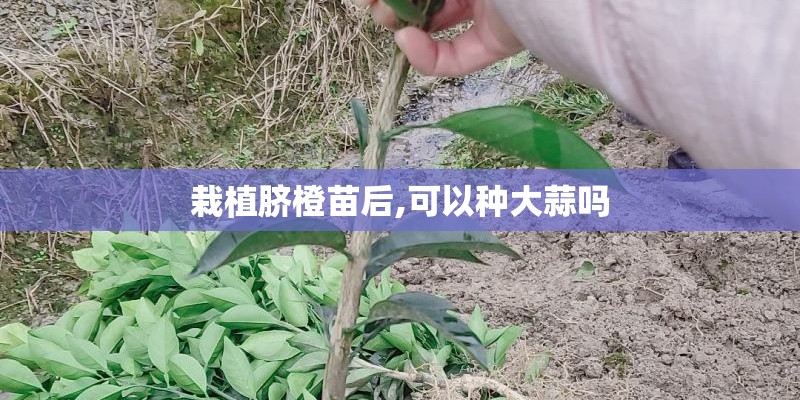 栽植脐橙苗后,可以种大蒜吗