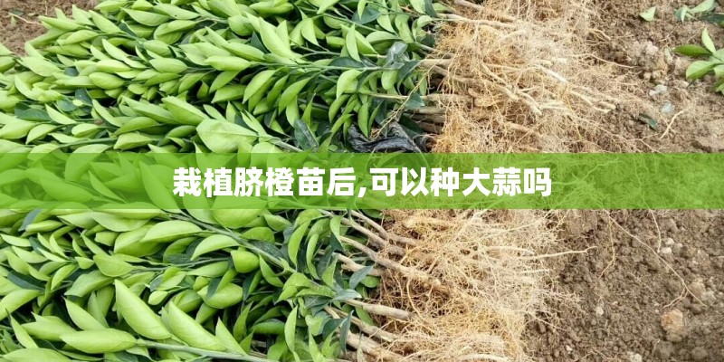 栽植脐橙苗后,可以种大蒜吗