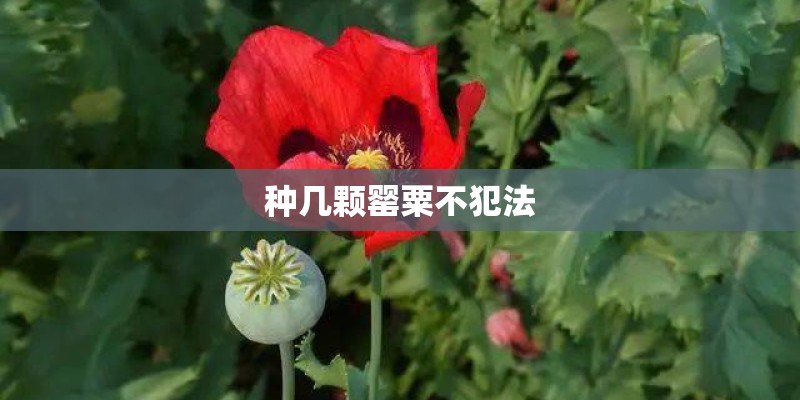 种几颗罂粟不犯法