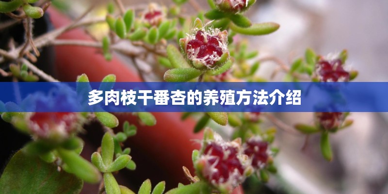 多肉枝干番杏的养殖方法介绍