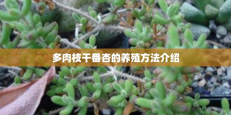 多肉枝干番杏的养殖方法介绍