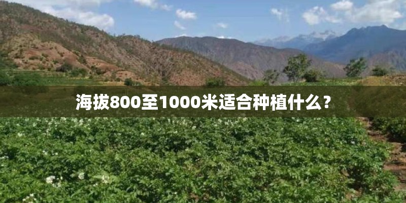 海拔800至1000米适合种植什么？
