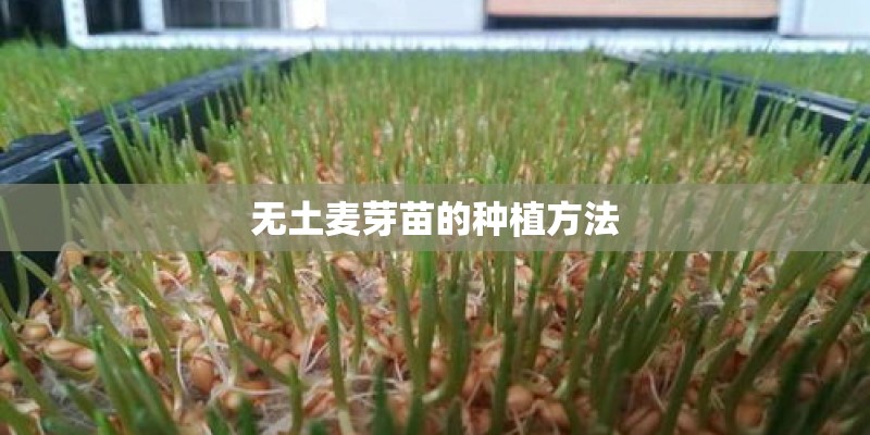 无土麦芽苗的种植方法