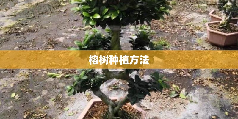 榕树种植方法