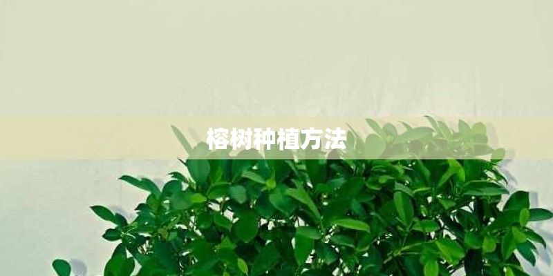 榕树种植方法