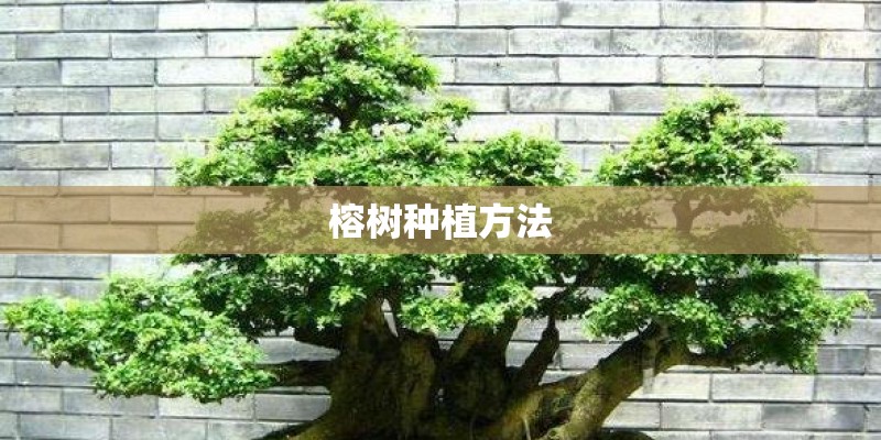 榕树种植方法