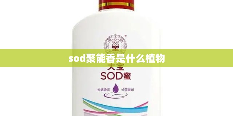 sod聚能香是什么植物