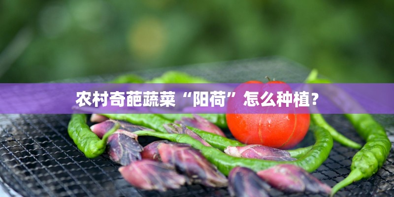 农村奇葩蔬菜“阳荷”怎么种植？