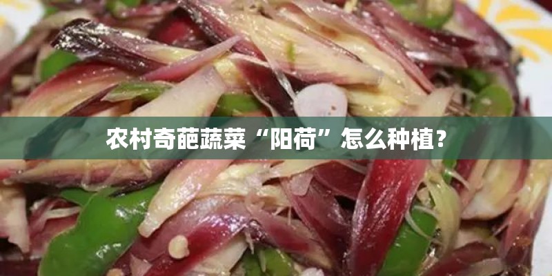 农村奇葩蔬菜“阳荷”怎么种植？