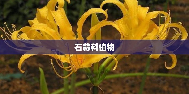 石蒜科植物