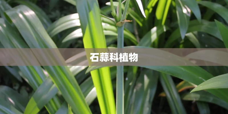 石蒜科植物