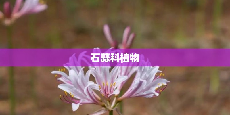 石蒜科植物