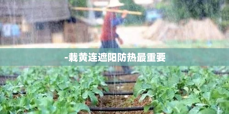 -栽黄连遮阳防热最重要