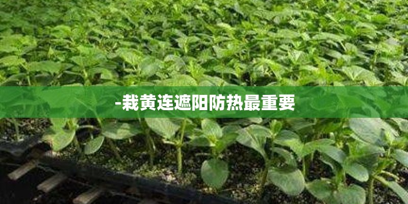 -栽黄连遮阳防热最重要