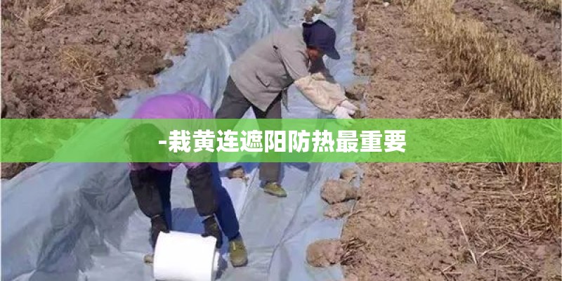 -栽黄连遮阳防热最重要